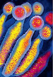 Check spelling or type a new query. Penicillinallergie 1 Wenn Die Vermutung Nicht Zutrifft