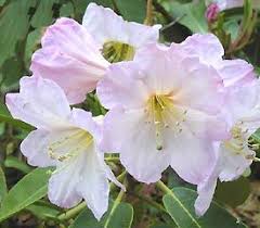 Plant Descriptions Rhododendron Species Rhododendron Plant Fragrant Flowers Showy Flowers