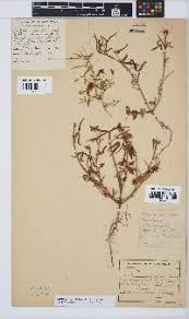 Image result for Crotalaria barkae