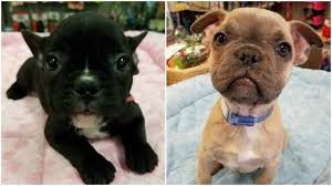 Maybe you would like to learn more about one of these? 2 French Bulldog Puppies Stolen From Greensboro Pet Store Journalnow Com