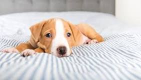 Image result