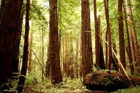 From 2008 to 2020, about 200 of images were stored at an online image host. Environmentalists Plan Logging To Restore Redwood Forests
