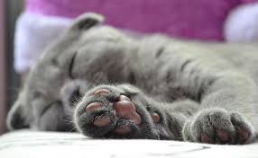 Les Pattes Du Chat Quelles Particularites See unbiased reviews of patte de chat, rated 4 of 5 on tripadvisor and ranked #2,096 of 5,835 restaurants in saitama. binette jardin le monde