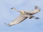 Sandhill Crane Identification, All About Birds, Cornell Lab of ...