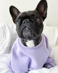 Jipthefrenchie Pangaia For Dogs Pawscrossed Orchid Purple Dogs Cotton Sweatshirts