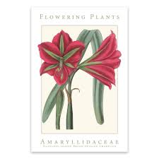 Image result for Amaryllidaceae