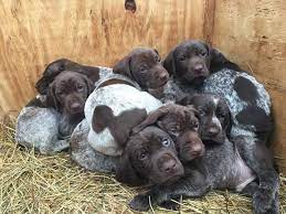 German Shorthaired Pointer Puppies Traveling To Virginia Gsp Germanshorthairedpointer Germanshorthai Pointer Puppies Gsp Puppies German Shorthaired Pointer