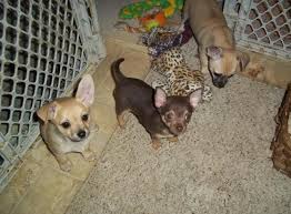 Two females and one male. Chihuahua Puppies For Sale In Millington Michigan Classified Americanlisted Com