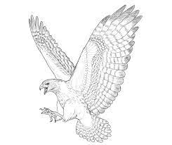 How To Draw A Hawk Design Psdtuts Drawings Bird Drawings Animal Drawings
