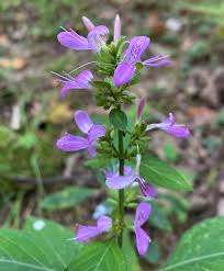 Image result for Dicliptera minor