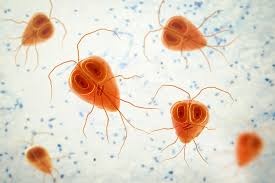 Image result for Gastrodia rwandensis