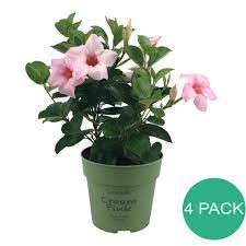 Mandevilla Sundaville Mini Cream Pink Mandevillashop Com