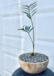 Image result for Encephalartos munchii