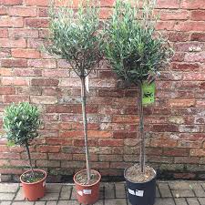 Maybe you would like to learn more about one of these? Buy Olea Europaea Alberello Olive Trees