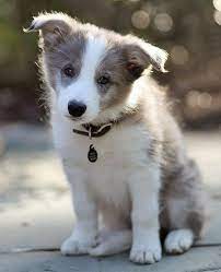 Puppies Cute Puppy Names Pictures Of Puppies More Tiere Hund Collie Hund Border Collie Welpen