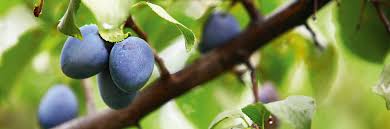 Zwetschgen reifen nur am baum, während gepflückte pflaumen noch nachreifen. Pflaumen Sommerbirnen Und Apfel Ernten Manufactum Gartenjahr