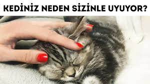 kedim neden benimle uyuyor youtube