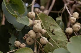 Image result for Croton macrostachyus