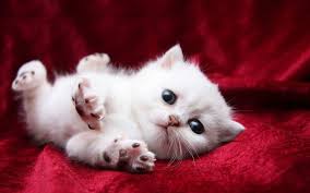 Bismillahirrahmanirrahim, tahukah kamu tentang mitos yang beredar di kalangan catlovers? Apa Impian Anak Kucing Kelabu Dalam Mimpi Mengapa Anak Kucing Bermimpi Buku Impian