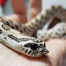 We have plenty of knowledgeable readers who are always glad to help. 13 Incredible Hognose Snake Morphs With Pictures
