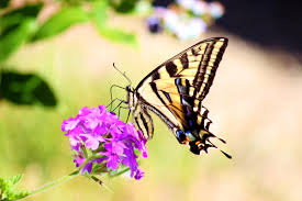 Maybe you would like to learn more about one of these? Awe Inspiring Facts About The Beautiful Swallowtail Butterflies Animal Sake
