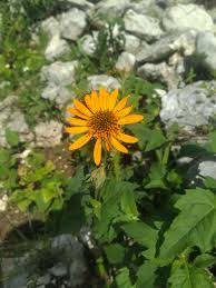 Image result for Asteraceae