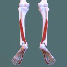 Left leg flexor tendon location / scientists have identified a key component of tendons which could help treat tendon disorders. Flexor Hallucis Longus Muscle Wikipedia