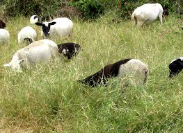 Image result for Cynodon nlemfuensis