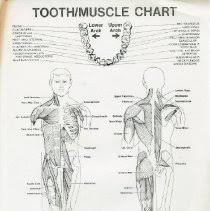 2010 76 Tooth Muscle Chart