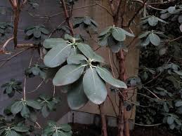 Image result for Rourea thomsonii