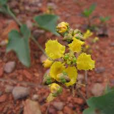 Image result for Stigmaphyllon