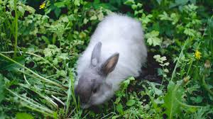 Pet Rabbit Eating Gigantic Dandelion Is the Moment of Peace Everyone  Deserves