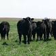 Cover Crops and Grazing Field Day — Iowa Learning event image