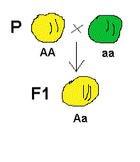 Quiz: 2 BGU Leyes de Mendel (biología
