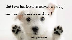 But the animals have few advocates. Animal Soul Quotes Quotesgram