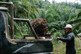The healthy tropical oil is derived from the fruit of the oil palm tree that grows in malaysia's sustainable plantations. Why Is Palm Oil Bad For The Environment