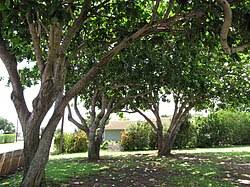 Image result for Barringtonia asiatica