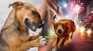 🚨La senadora Andrea Padilla presentó el proyecto de ley “Cielos en Calma”, una iniciativa que busca establecer regulaciones al uso de pirotecnia en Colombia con el fin de disminuir los efectos negativos