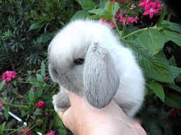 We Are Family Owned And Operated Our Rabbitry Offers Pet Or Show Quality Rabbits From Registered G Dwarf Baby Bunny Care Rabbit Breeds