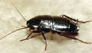 Image result for oriental cockroach