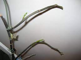 Get the best deal for flower spike tropical orchids from the largest online selection at ebay.com. Phalaenopsis Orchid Two New Flower Spikes Lovely Plantings