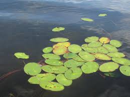 Image result for Brasenia