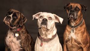 When you witness this behavior, you assume dogs have a sophisticated understanding of time. How Do Dogs Know That You Are Coming Home Tailslife Blog