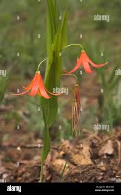 Image result for Littonia