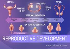 Ultimately, a multicellular embryo will form, which will grow and develop over time. Reproductive Process
