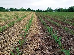 Spring No Till And Cover Crop Strategies For Building Soil