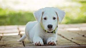 Arti mimpi dikejar anjing hitam. 7 Arti Mimpi Versi Primbon Jawa Berkaitan Dengan Seekor Anjing Tribun Jogja