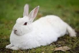 Black And White Bunny Names New Zealand White Rabbit New Zealands Come In Different Colours Such As Black Red And The Most Popular For Meat Purposes Whi Animals Breeds Rabbit Breeds