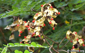 Image result for Tragia adenanthera