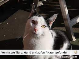 Vieles, was sie tun haben sich verpflichtet, ist die vermisstenanzeige katze vorlage. Vermisste Tiere Hund Oder Katze Wiederfinden Philognosie